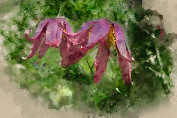 Ψηφιακή ακουαρέλα ζωγραφική όμορφη μακρο εικόνα της Pulsatilla Vulgaris λουλούδι σε άνθιση - Φωτογραφία, εικόνα