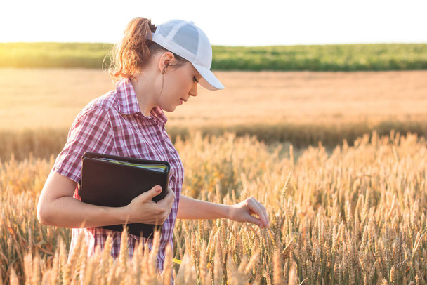 Una joven agricultora trabaja en un campo de trigo al sol. La mujer de negocios planea sus ingresos en el campo. La agrónoma femenina con una tableta estudia el cultivo de trigo en el campo agrícola. Cosecha de granos. - Foto, Imagen