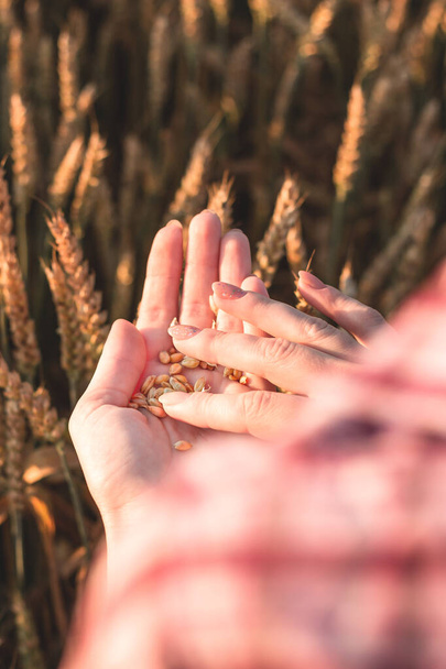 Una giovane ragazza tiene un chicco di grano tra le mani su un campo agricolo. Grani in mano sullo sfondo di spighe di grano e tramonto - Foto, immagini