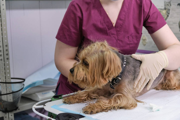 pieni koira eläinlääkärin vastaanotossa. Kuva koirasta leikkauspöydällä ja lääkäristä eläinklinikalla. Eläinklinikka. Lemmikkitarkastus. Terveydenhuolto - Valokuva, kuva