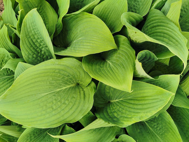 Heart-shaped slightly twisted green hosta leaves, top view, in the Botanical Garden of St. Petersburg. - Photo, Image