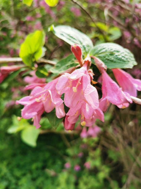Růžové květy rané weigely (latinsky: Weigela praecox (Lemoine) Bailey) na větvi v botanické zahradě Petrohradu. - Fotografie, Obrázek