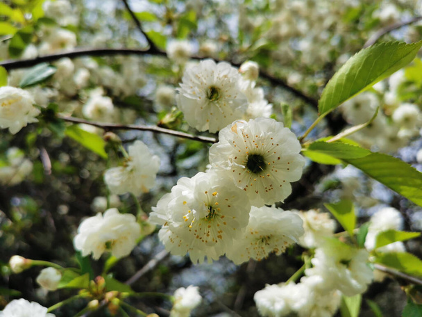 Відгалуження подвійної вишні (лат. Cerasus vulgaris Mill f. plena (L.) Sok) з білими квітами на тлі зеленого і синього неба.. - Фото, зображення