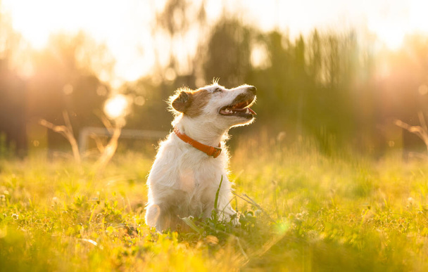 Purebred Jack russell terrier walk outdoors in grass on a sunset, soft sun backlight in a park - Foto, afbeelding
