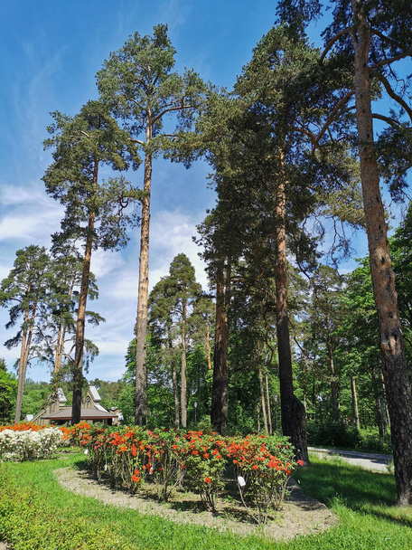 Wejście do parku Monrepo w Vyborgu z wysokimi sosnami i kwitnącymi rododendronami. - Zdjęcie, obraz