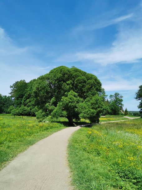 Estrada de cascalho passando por uma grande árvore, entre flores silvestres no Parque Monrepos da cidade de Vyborg contra o fundo de um céu azul com nuvens. - Foto, Imagem