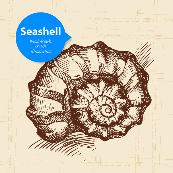 Seashell hand drawn sketch. - Vector, Image