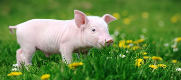 jonge varken in gras - Foto, afbeelding