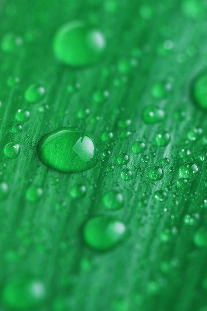 Bright green leaf and water drop close up - Foto, immagini