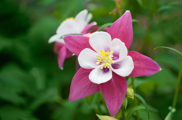 Wild roze columbine aquilegia bloem - Foto, afbeelding