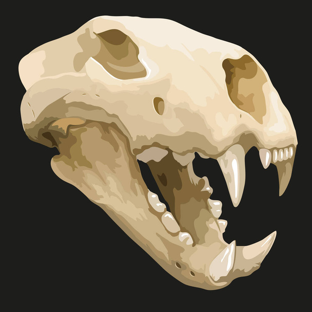 Crânio de animal antigo, fóssil pré-histórico, tigre dentado sabre, foto-real ilustração vetorial - Vetor, Imagem
