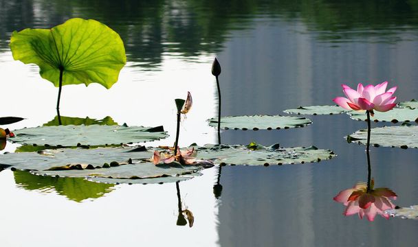 beautiful lotus flower in the pond - Фото, изображение