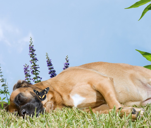 Dog Snoozing in a Field of Flowers - Photo, Image