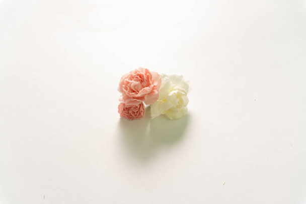Schöne, zarte rosa und weiße Gänseblümchenblümchen. - Foto, Bild