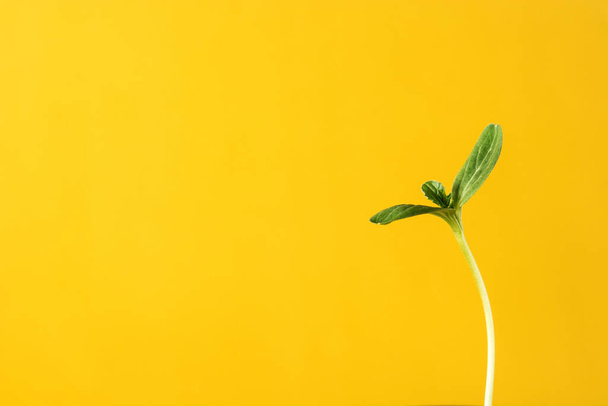 Watermelon seeding growing on yellow background. Copy space - Foto, immagini