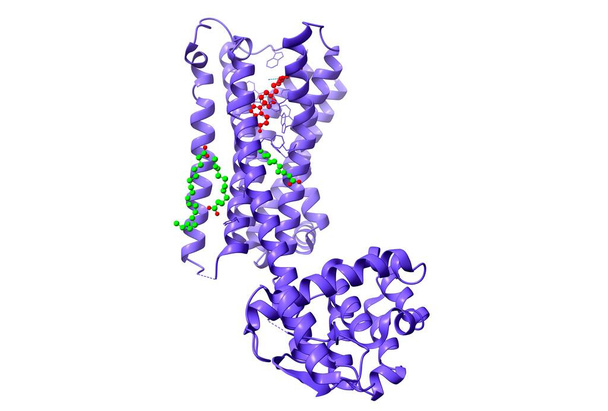 структура d2-допаминовых рецепторов, связанных с атипичным антипсихотическим препаратом рисперидон (красный) и олеиновая кислота (зеленый), 3d мультфильм и мяч с палкой модели, белый фон - Фото, изображение