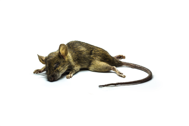 martwy szczur - Zdjęcie, obraz