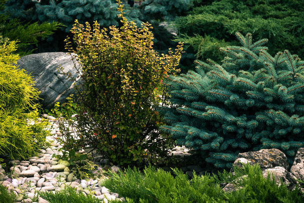 Landscape composition of stones, pebbles and pine plants and bushes - Photo, image