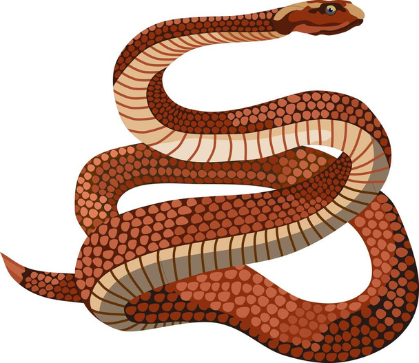 Illustration vectorielle d'animal de reptile de serpent brun - Vecteur, image