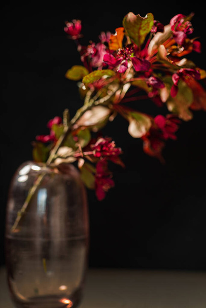 ramo di fiori di melo nel vaso - Foto, immagini