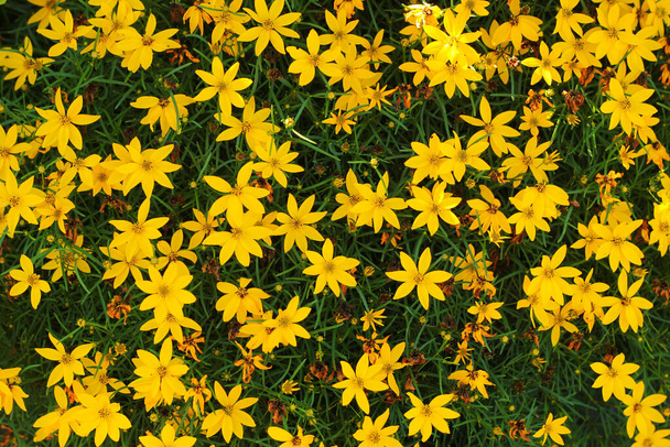 Coreopsis verticillata, whorled tickseed or thread leaf coreopsis flowers in a garden - Photo, Image