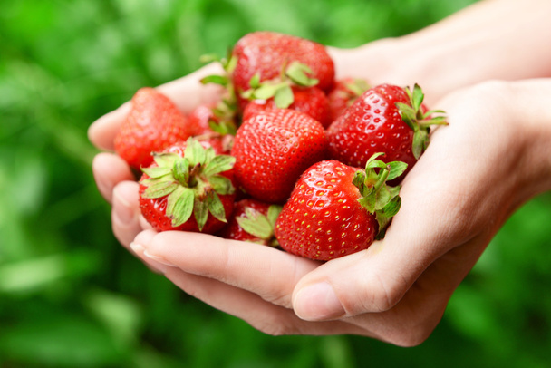 Ripe sweet strawberries in female hands on bright background - Photo, Image