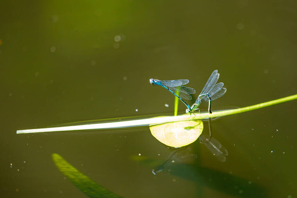 A dragonfly on a leaf - Photo, Image