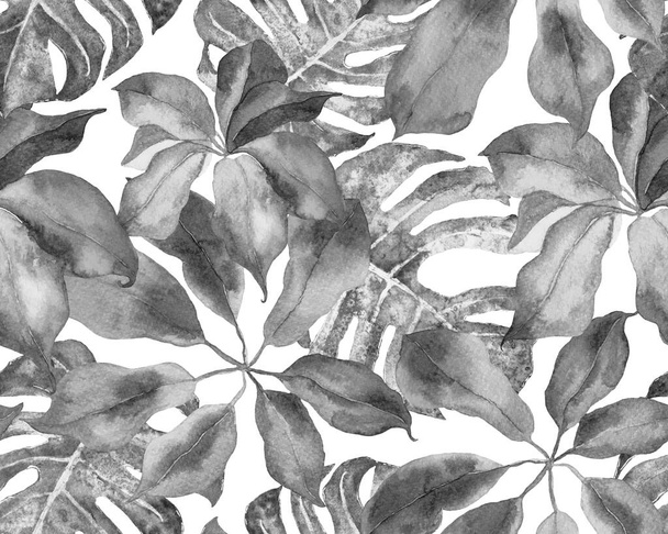 Schefflera Arboricola Seamless Pattern. Αειθαλής Ποικιλία Walisongo φυτό με εξωτικά λουλούδια. Schefflera Actinophylla Hayata Επαναλαμβανόμενη μονοχρωματική διακόσμηση και γκρίζα βοτανική υδατογραφία Εκτύπωση. - Φωτογραφία, εικόνα