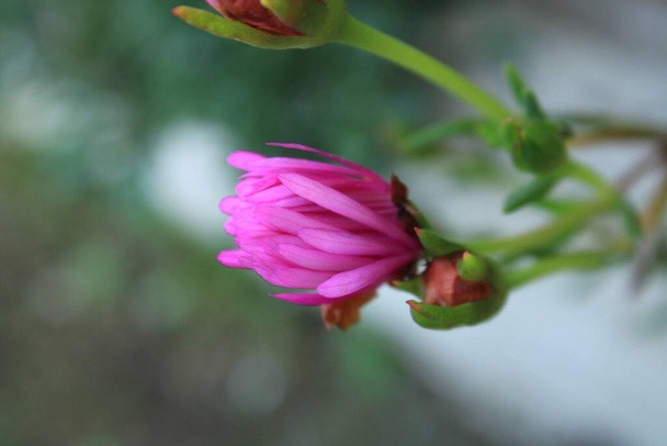 planta de hielo trailing flor macro foto - Foto, Imagen