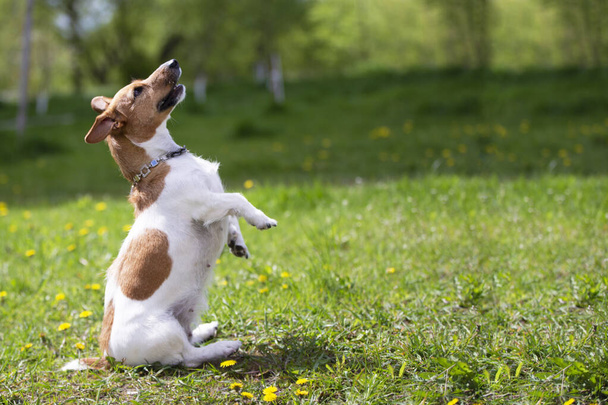 Jack Russell hond staat op zijn achterpoten op het groene gras. Mooie hond in de natuur. - Foto, afbeelding
