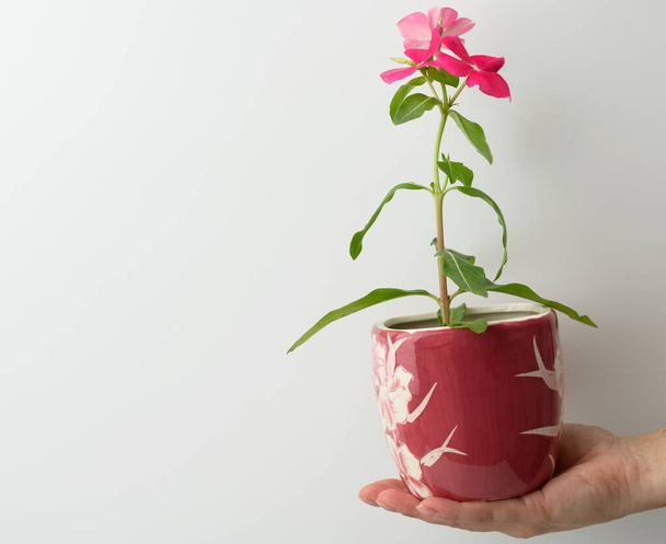 female hand holding a pink ceramic pot with a growing flower on a white background, close up - Photo, Image