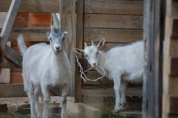 Goats on the farm. Goats standing in wooden shelter and looking at the camera. Benefits of Goat Milk. - 写真・画像