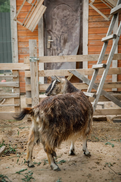 Goats on the farm. Goats standing in wooden shelter and looking at the camera. Benefits of Goat Milk. - Foto, imagen