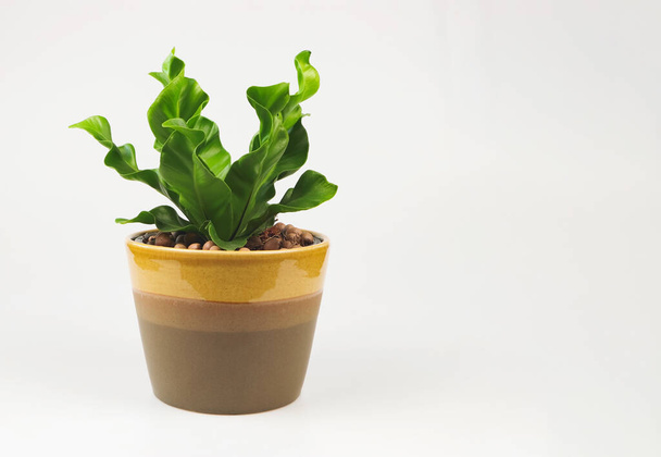 Front view of Cobra Bird's nest fern in brown plant pot on white background. - Photo, Image