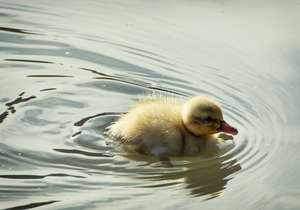 küçük yeşilbaş ördek yavrusu - Fotoğraf, Görsel