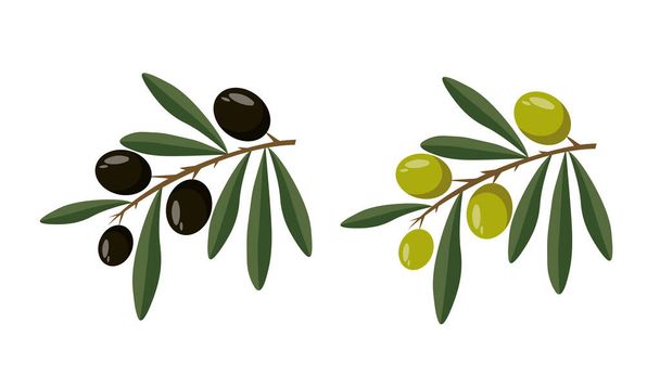 Зеленые и черные оливки и листья изолированы на белом фоне. Оливковое масло ветвей в плоском стиле. Векторный сток - Вектор,изображение