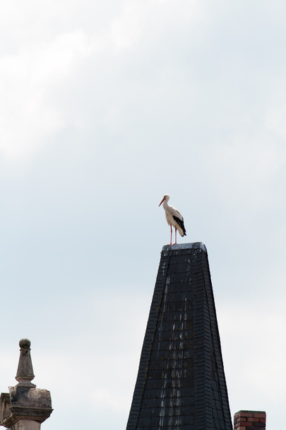 Wildtiere Deutscher Storch - Foto, Bild