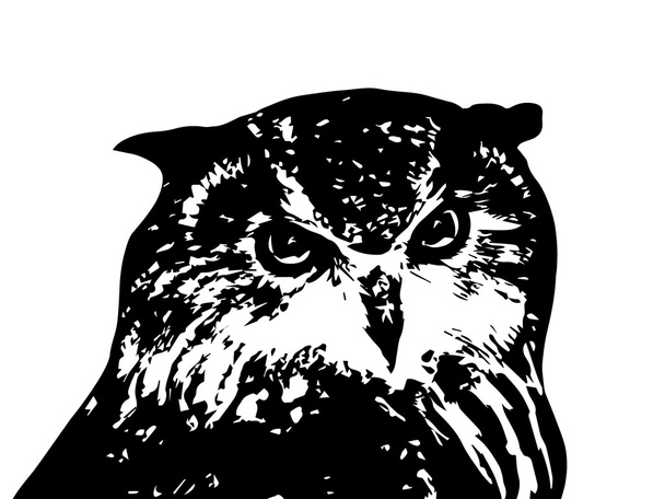 The head of a screech owl. Stare of a long-eared owl, very skilled raptor. - Vektör, Görsel