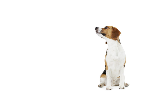 Studio Portrait Of Beagle Dog Against White Background - Fotó, kép