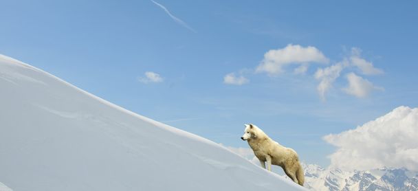 White Wolf - 写真・画像
