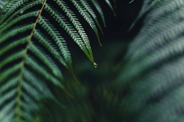 Dark fern leaves in the tropical rainy - Photo, image