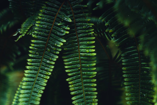 Tumma saniainen lehdet trooppinen sateinen - Valokuva, kuva