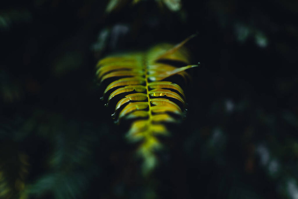 Tumma saniainen lehdet trooppinen sateinen - Valokuva, kuva