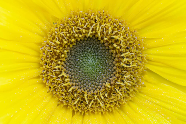 Close-up texture of a yellow sunflower with a pith. - Photo, Image