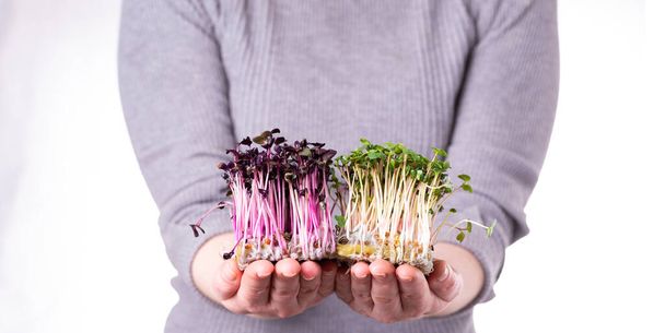 Organic raw microgreens. A woman holds microgreen sprouts in her hands. Healthy superfood concept. Delivery of microgreens. - Foto, Imagem