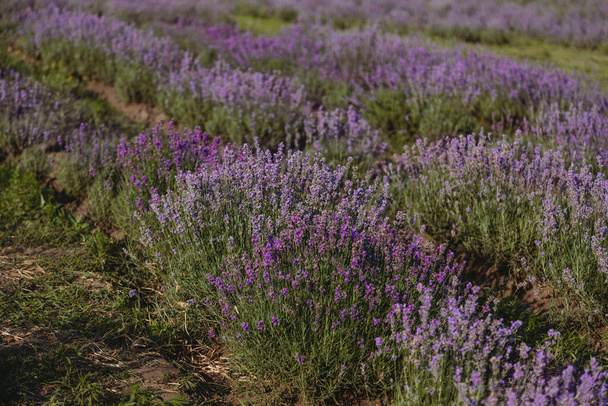 Close up of violet lavender field - Foto, imagen