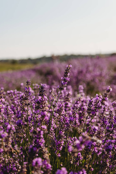 Close up of violet lavender field - Φωτογραφία, εικόνα
