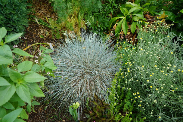 Festuca glauca and Santolina chamaecyparissus with silver-blue foliage bloom in the garden in June. Berlin, Germany - Photo, Image