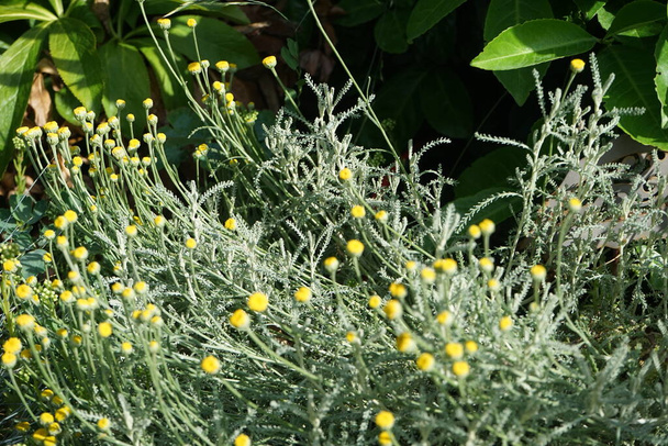 An evergreen with silvery foliage, Santolina chamaecyparissus has yellow flowers in June. Santolina chamaecyparissus, syn. S. incana, cotton lavender or lavender-cotton, is a species of flowering plant in the family Asteraceae. Berlin, Germany - Photo, Image