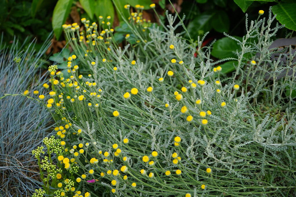 An evergreen with silvery foliage, Santolina chamaecyparissus has yellow flowers in June. Santolina chamaecyparissus, syn. S. incana, cotton lavender or lavender-cotton, is a species of flowering plant in the family Asteraceae. Berlin, Germany - Photo, Image